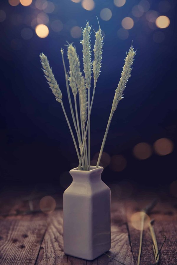 Come posso migliorare la dieta del mio cane di razza Shih Tzu per prevenire problemi di pelle?