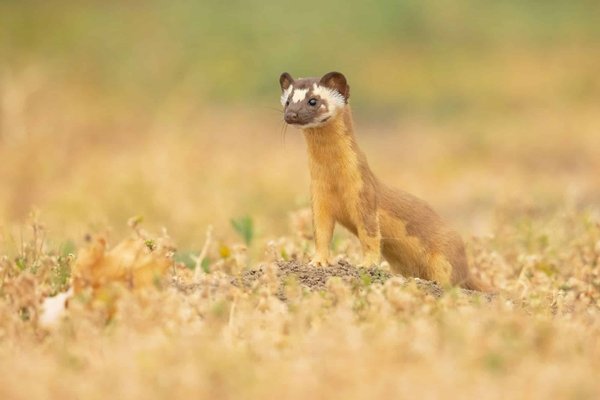 Come si può integrare un sistema di frenata rigenerativa in un'auto ibrida plug-in non dotata?